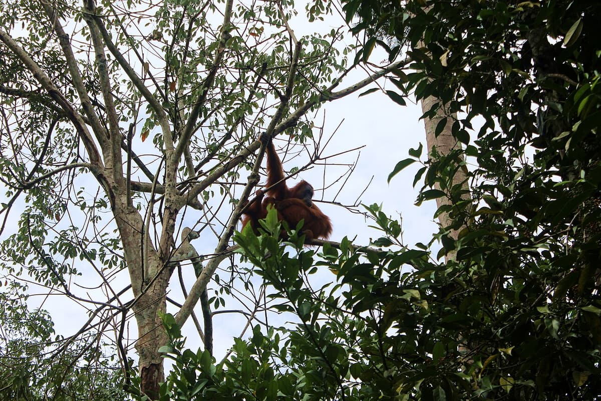 A Sumatran orangutan in the forest at Bukit Lawang